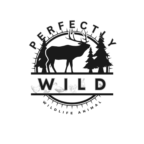 Perfectly Wild